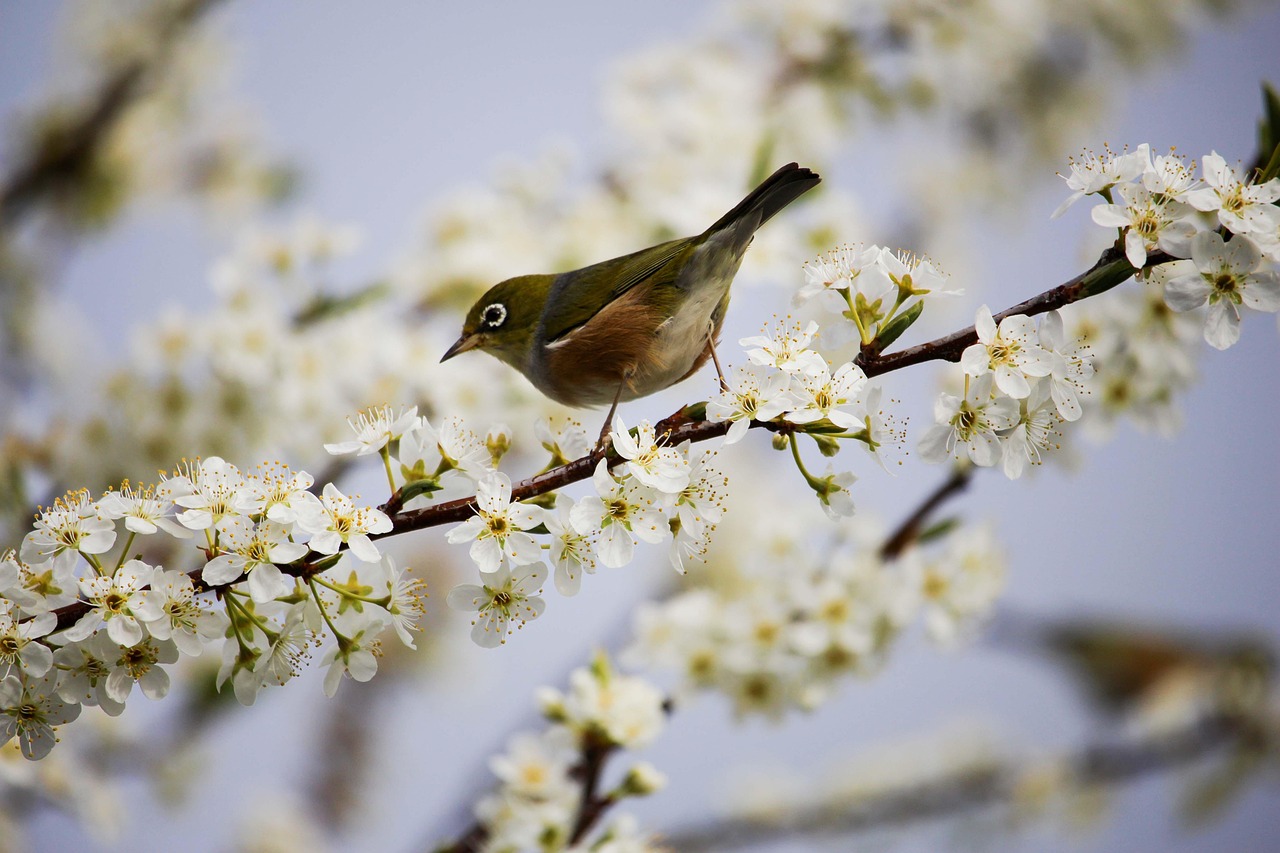 Ptaszek siedzi na kwitnącej gałązce